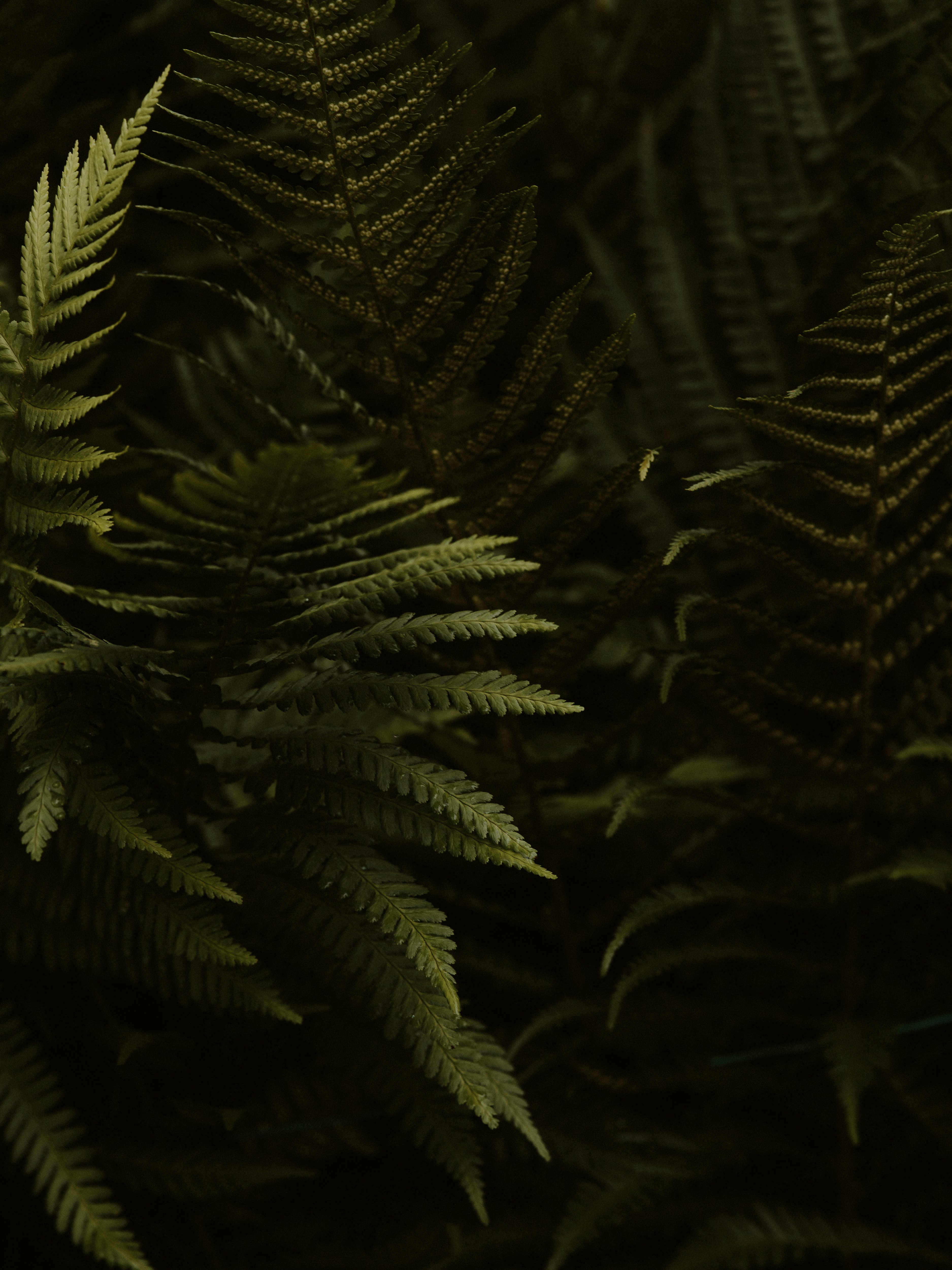 green fern plant in close up photography